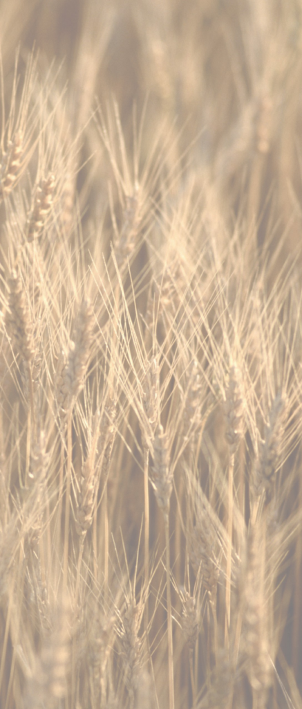 wheat image