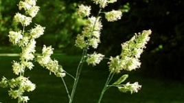 OrchardGrass OrchardGrass