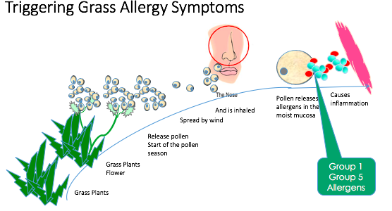 grassallergysymptoms