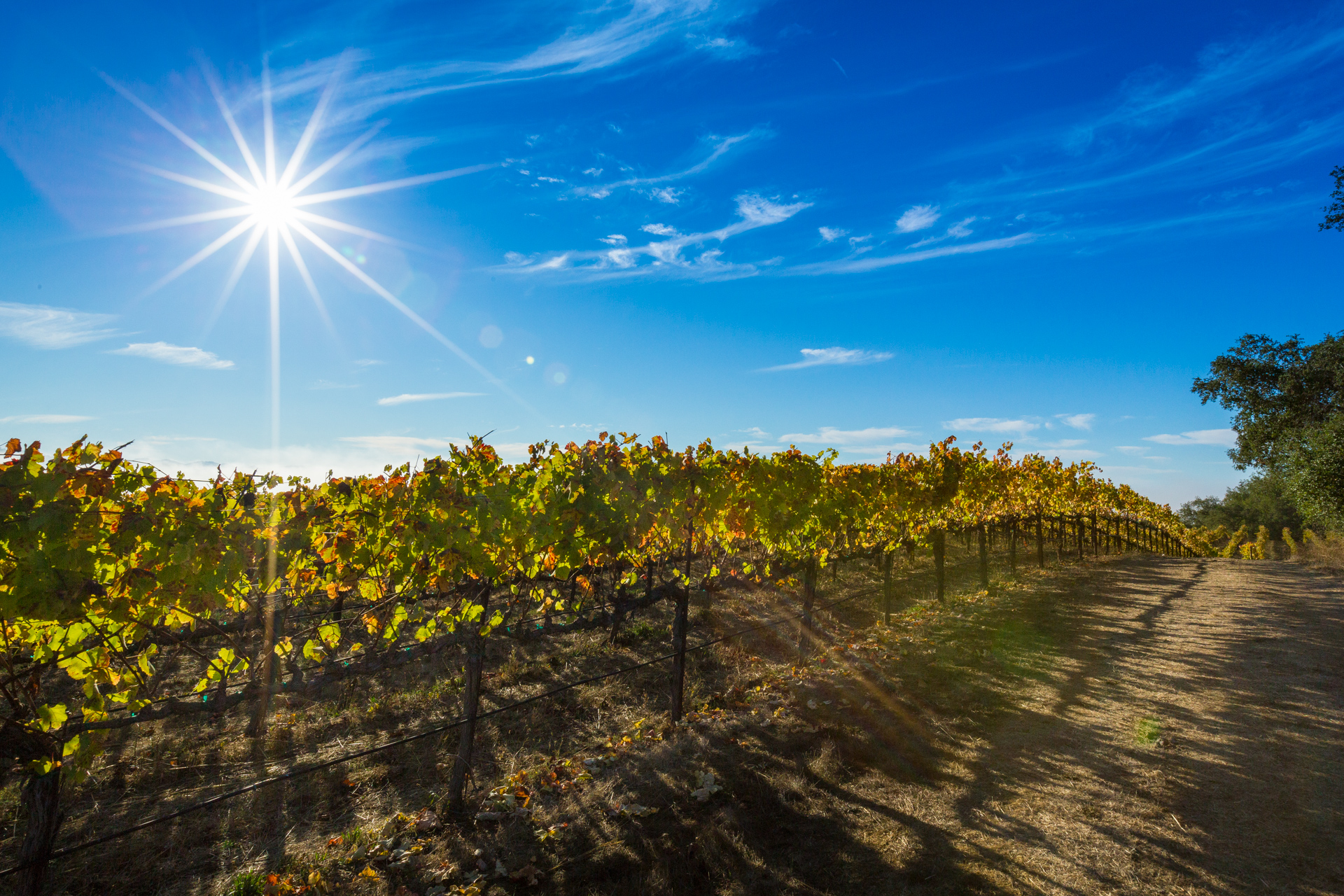 Notre Vue Estate Winery and Vineyards Rows of vines